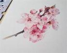 色粉画樱花教程